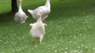 Happiness is a Gosling recognizing you and running excitedly towards you [upl. by Daisy]