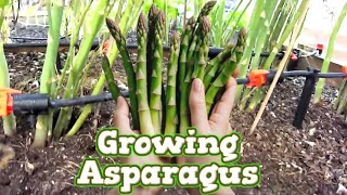 Growing Raised Bed Asparagus  What you need to know [upl. by Ulu474]