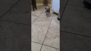 Rylies SILLY Playtime 🦇🤣yorkies funnyshorts viralshort RYLIE [upl. by Deny]