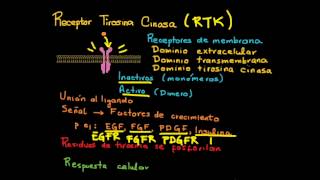 Receptor y señalización Tirosina Cinasa [upl. by Zerimar669]