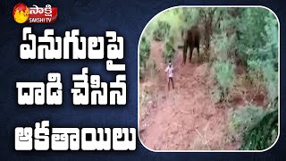 Viral Video Youth Hulchul On Elephants In Tamilnadu Forests Thirumoorthy Hills  Sakshi TV [upl. by Winny827]