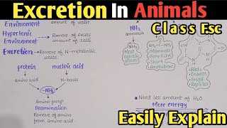 Excretion In Animals  Nature Of Excretory Products In Relation To Habitats  Class 12 [upl. by Airbas576]