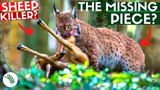 REWILDING BRITAIN  Is the Lynx a Threat to Society [upl. by Maegan]