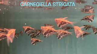 Carnegiella strigata [upl. by Song]