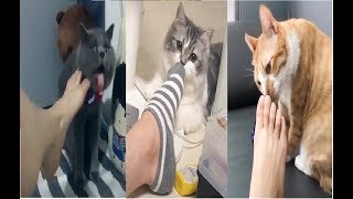 Réaction des chats à lodeur des pieds [upl. by Joub842]