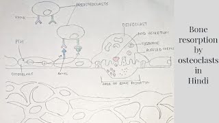 Bone resorption by osteoclasts  med tutorials [upl. by Tortosa]