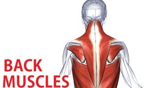 Back Muscles Anatomy  Trapezius Latissimus Rhomboid Anatomy [upl. by Wren]