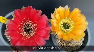 Cactus flowers lobivia [upl. by Darcy]