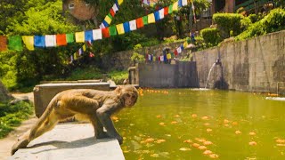 Monkeys DIVE Into Pool For Fun  Primates  BBC Earth [upl. by Akiemahs756]