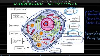ORGANELOS celulares y sus funciones  Parte 1  Preguntas tipo examen UNAM [upl. by Minsat684]