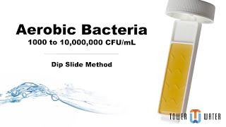 How to Test for Aerobic Bacteria Using the Dip Slide Method [upl. by Keverian]