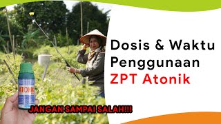 Waktu Tepat Gunakan ZPT Atonik Musim Hujan dan Kemarau [upl. by Josias]