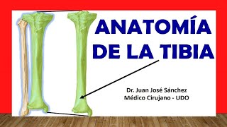 🥇 Anatomía de La TIBIA Fácil Rápida y Sencilla [upl. by Norean]