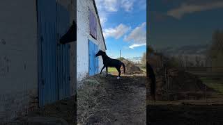 Сова открывай Медведь пришёл dressage horses bts passage cesarparrafurstenballsirdonnerhal [upl. by Hennessy518]