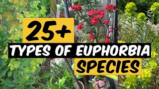 27 Types of Euphorbia Species  The Planet of Greens [upl. by Wash316]