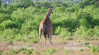 Giraffe gives birth at YO Ranch Headquarters in April 2019 [upl. by Richella588]