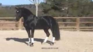 LUSITANO HORSE STALLION TICAO [upl. by Inej]