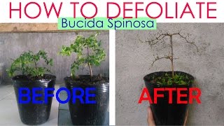 Bonsai  How To Defoliate Bucida Spinosa [upl. by Nnairol]