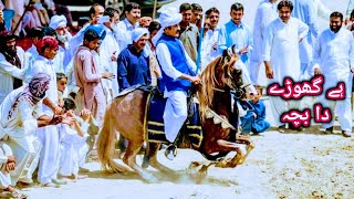 International Rider Qamar Zaman Khan  Sajan Junior  Horse Riding Skills  Pakistan Tent Pegging [upl. by Binky]