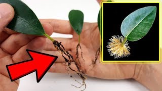 ⚠️⚠️ NO LO VAS A CREER Hacer Esquejes de Hojas de Ficus  Leaf cuttings  Cultivo Paso a Paso [upl. by Lail]