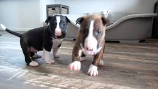 Bull Terrier puppy 4 weeks old goes crazy for the camera [upl. by Yhtac]