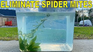 How To Kill Spider Mites Permanently [upl. by Aneeh]