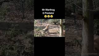 Mr Warthog Attack warthog kasongo [upl. by Bradway]