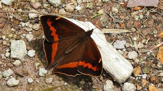 A New Species of Butterfly in Ecuador is Discovered with iNaturalist English version [upl. by Erodasi]