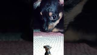 Dog Crying Pinscher pinscherminiatura [upl. by Barbabra]