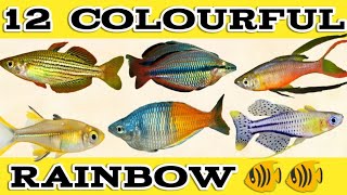 12 Colourful Rainbow Fish Species  Different Types of Rainbow Fish Easy to Care  Expert Aquarist [upl. by Prud]