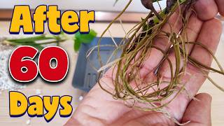 Plant propagation by cuttings in WATER vs PERLITE [upl. by Bill]