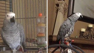 Annoyed Parrot Tells Dog Off For Barking Too Much [upl. by Estren]