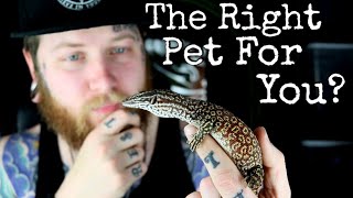 Are Ackie Monitors The RIGHT Pet For YOU [upl. by Accebber823]