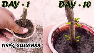 HOW TO GROW POMEGRANATE TREE FROM CUTTINGS  Sprouting Seeds [upl. by Yelac]