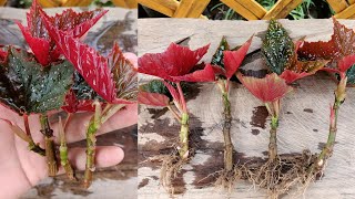 How to grow begonia  begonia gryphon propagation  begonia cuttings [upl. by Tamberg]