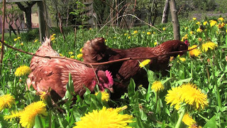 Uova in montagna  allevamento di galline ovaiole ruspanti [upl. by Naed]