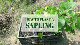 How to plant a sapling [upl. by Delia]