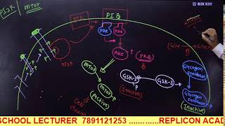 CELL SIGNALING PART 3 II GPCR REGULATION II RTK SIGNALING II CSIR NET LIFE SCIENCE [upl. by Aiello]