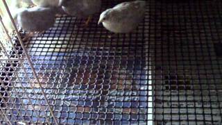 Button Quail Substrate I use currently [upl. by Yelserp]