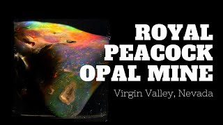 A Brief History of the Royal Peacock Opal Mine [upl. by Elahcim]