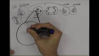 Centrosome Assembly [upl. by Eiltan]