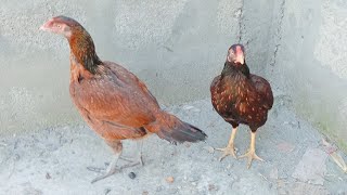 Chicken not laying eggs  How to increase hen egg production magaseel6400 [upl. by Ddart]