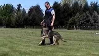 Schutzhund Obedience Training [upl. by Yerrok]