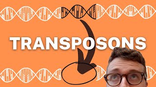 TRANSPOSONS EXPLAINED 1 Minute Explanation [upl. by Aleciram]