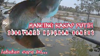 Tips Mancing Kakap Putih atau Barramundi di tambak [upl. by Nellir563]