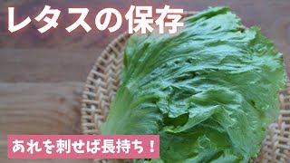 【レタスの保存】あれを3本使うと長持ちします！（島本美由紀の保存から食品ロス削減） [upl. by Papagena]