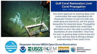 Gulf Coral Restoration Live Coral Propagation [upl. by Riki]