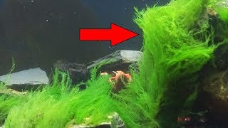 how to carpet moss and algae in seconds [upl. by Em]