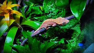 quotGecko Forestquot  Bioactive Terrarium for Crested Gecko  STEP BY STEP [upl. by Calysta227]