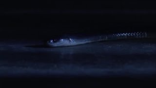 How an Indian Krait Snake can Kill you in your Sleep  BBC Earth [upl. by Finzer]